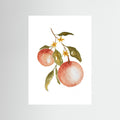 Pink Grape Poster