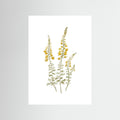 Lupine Poster