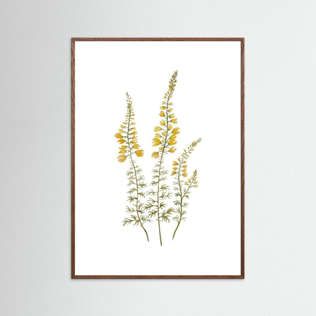 Lupine Poster